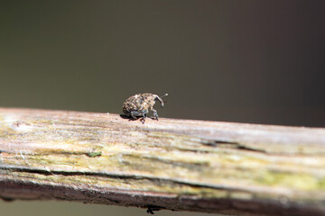 The weevil beetle Auleutes epilobii