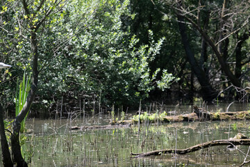 Bird perched on a branch near still water surrounded by lush vegetation in a tranquil natural...