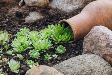 A creative garden composition features a tipped clay pot with succulents cascading onto the ground