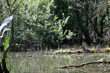 Bird perched on a branch near still water surrounded by lush vegetation in a tranquil natural...