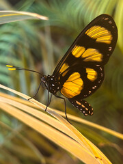 Close-Up of a Glasswing Butterfly Resting on a Leaf – Tropical Insect with Transparent and Yellow-Patterned Wings in Natural Habitat