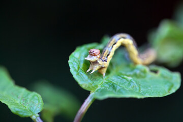 Caterpillar of a mottled umber, Erannis defoliaria