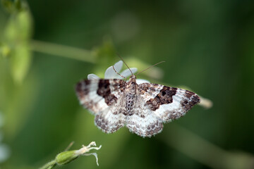 Wood carpet, Epirrhoe rivata