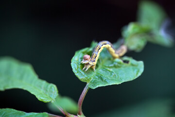Caterpillar of a mottled umber, Erannis defoliaria