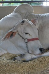 Cattle exhibition at an agricultural fair with beef cattle held in Londrina in May 2025