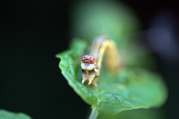 Caterpillar of a mottled umber, Erannis defoliaria