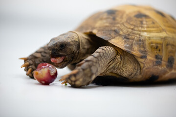Horsfield tortoise diet eating fruit salad