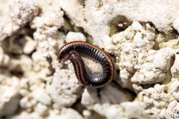 Striped millipede, Ommatoiulus sabulosus