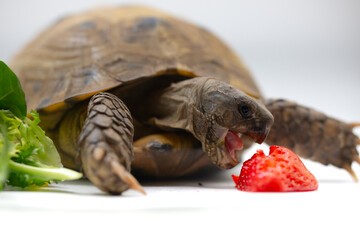 Horsfield tortoise diet eating fruit salad