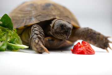 Horsfield tortoise diet eating fruit salad