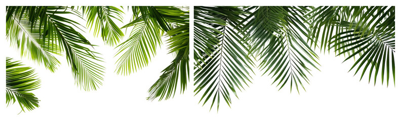 Fototapeta premium PNG Lush tropical palm leaves vibrant, element set on transparent background