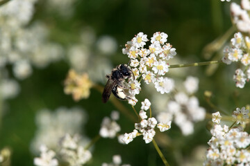 Wild bee of the species Andrena proxima