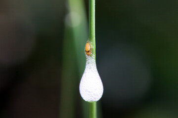 Aphrophora nymph inside its spittle