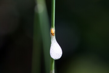 Aphrophora nymph inside its spittle
