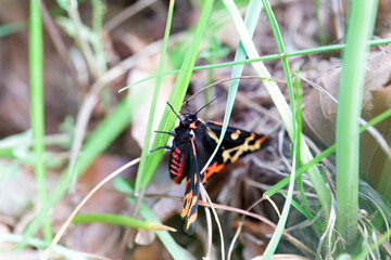 Wood tiger, Arctia plantaginis