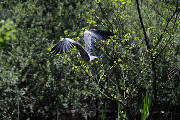 Bird perched on a branch near still water surrounded by lush vegetation in a tranquil natural setting