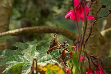 beautiful hummingbird in Costa Rica