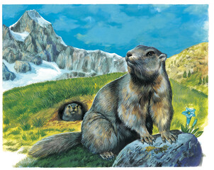 Marmots observing the mountain landscape from their burrow