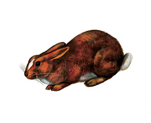 Brown Rabbit crouching on white background