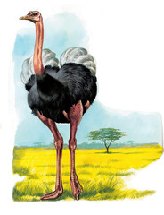 Ostrich standing in the savanna with acacia tree in background