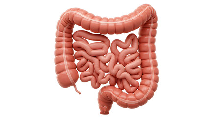 Human Large Intestine: Anatomy, Function, and Digestion