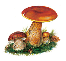 Penny Bun Mushrooms Growing in Grass and Oak Leaves
