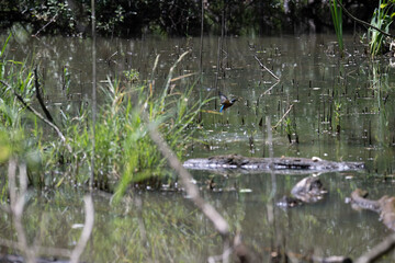 Bird perched on a branch near still water surrounded by lush vegetation in a tranquil natural setting