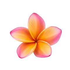 High quality close up of a beautiful tropical plumeria flower showcasing vibrant colors and details on white background, png.