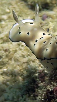 Discover this captivating Nudibranch. Observe its unique beauty as it navigates the vibrant coral reefs of Anilao, Philippines. This was recorded in the morning.