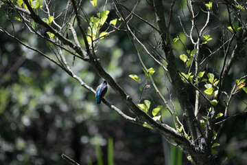 Bird perched on a branch near still water surrounded by lush vegetation in a tranquil natural setting