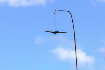  Black raven scarecrow bird-repellent hanging against blue sky, protecting agriculture. Symbolic for farm pest control. Protecting berry crop from damage by birds during ripening.