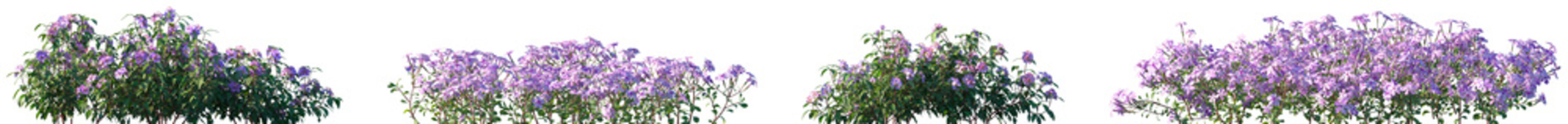 Set of Melastoma affine and Phlox stolonifera flowering frontal isolated png on a transparent background perfectly cutout