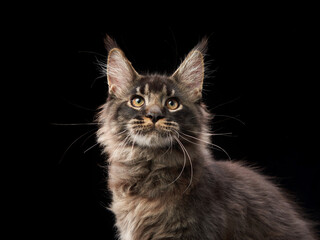 A long-haired kitten with a fluffy coat poses against a dark black background. The elegant...