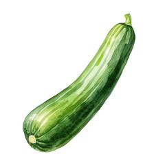 zucchini, watercolor illustration isolated on white background