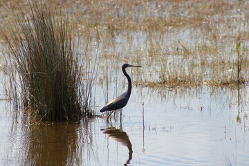 Tricolored Heron Merritt Island National Wildlife Refuge Florida
