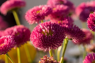 Czerwone stokrotki w świetle zachodzącego słońca wiosennego dnia. Żywe różowe stokrotki angielskie (Bellis perennis) kwitną, ich pomponowe główki skąpane są w ciepłym świetle słonecznym. 