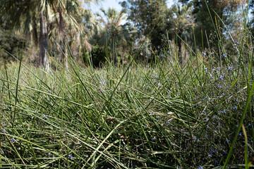 Dense Grass and Wildflowers in a Palm Grove Landscape
