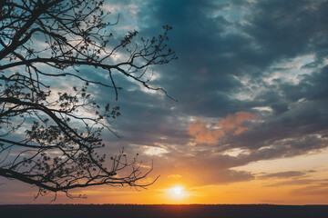 Evening paints the clouds with fiery hues as a silhouette tree reaches for the fading light of the...