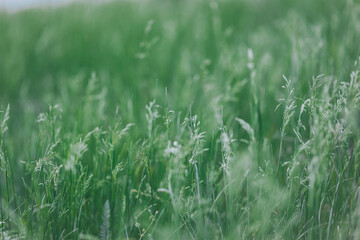 Whispering field of grasses in the summer sunshine, swaying ever so gently and reminding us of the...