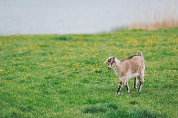A kid at play wanders through fields of vibrant green, yellow dandelions, and tranquil water, soaking in the simple joys of pastoral life