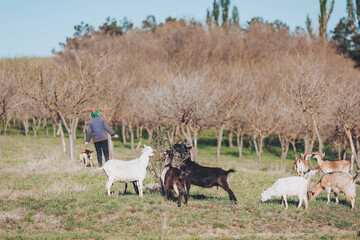 Gathering around midday grazing ground a shepherd leads a herd of goats towards a clearing, bare...