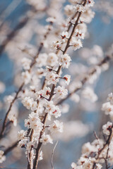 Ephemeral beauty as gentle white blossoms explode on delicate branches against a pastel blue sky,...