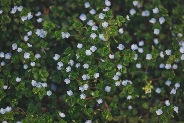 A Close-up view of delicate Veronica flowers amidst a lush tapestry of green leaves, showcasing...