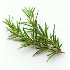 Fototapeta premium Fresh rosemary herb isolated on white