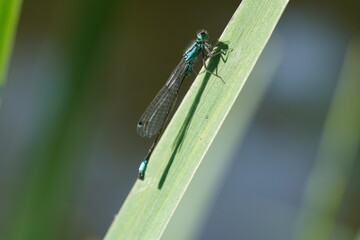 Libelle auf einem grünen Blatt in freier Natur am Gewässer