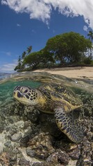 Obraz premium Sea turtle in shallow reef