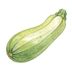 Zucchini Isolated on Transparent PNG Background- Watercolour Art