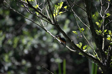 Bird perched on a branch near still water surrounded by lush vegetation in a tranquil natural setting