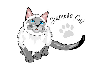 Curious Siamese cat isolated on white