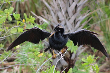 Anhinga Merritt Island National Wildlife Refuge